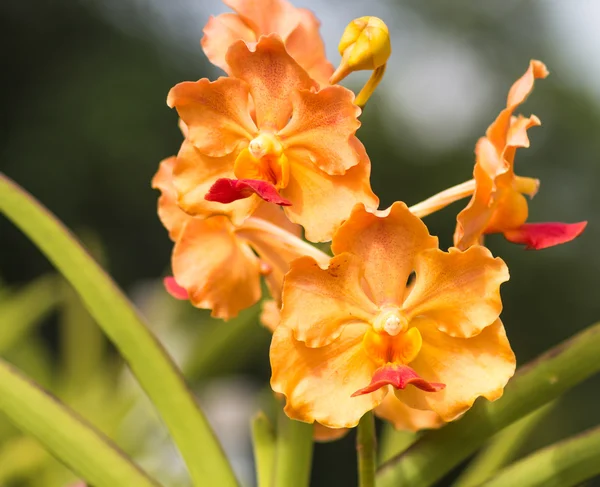Arancione con fiori di orchidea rossa — Foto Stock