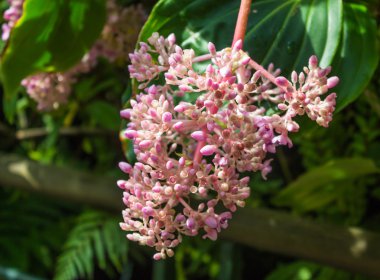 Önümüzdeki pembe çiçekli