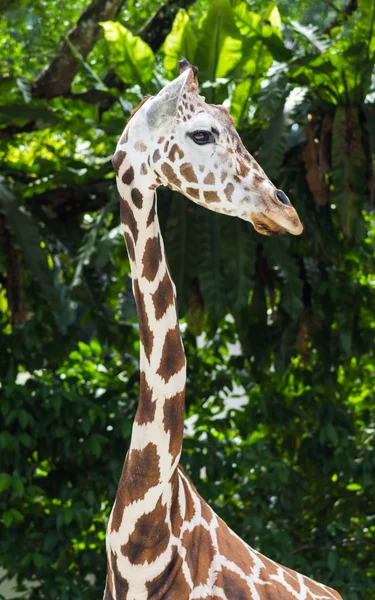 Молодий жираф в зоопарку — стокове фото
