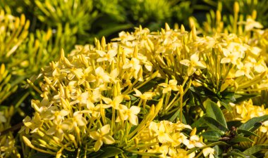 sarı çiçekler ile tropikal funda