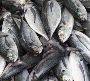 buz üstünde uskumru