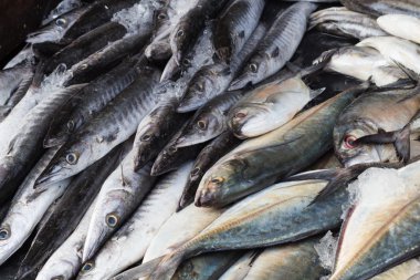 Buzda balık taze barracuda