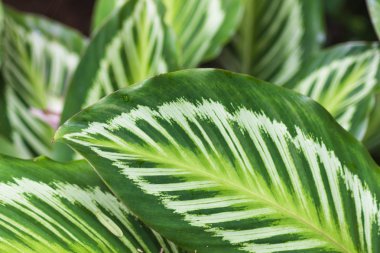 alacalı yaprakları