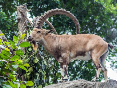 Büyük boynuzlu dağ keçisi