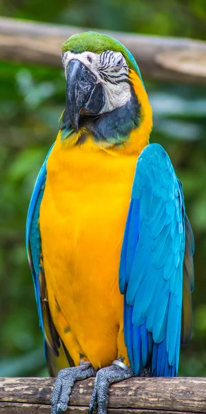 Arara amarelo-azul em um zoológico — Fotografia de Stock