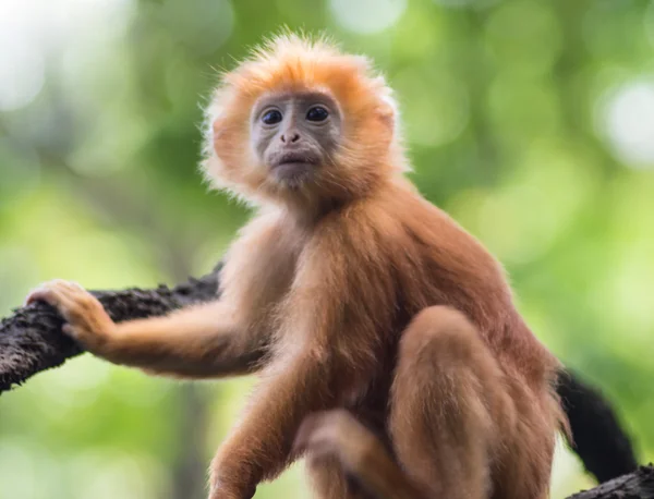 Junger roter Affe auf einem Baum — Stockfoto