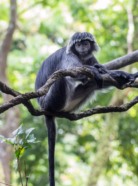 Weiß-schwarzer Affe auf einem Ast — Stockfoto