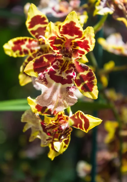 Brązowy z żółtym kwiecie orchidei — Zdjęcie stockowe