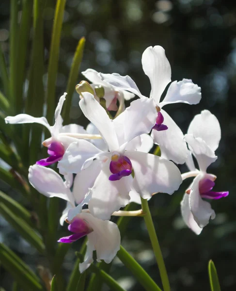 Wit met paarse orchideebloemen — Stockfoto