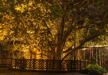 büyük bir ağaç üzerinde dekoratif gece aydınlatma