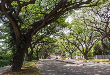 sokaklarda büyük ağaçlar