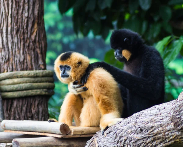 Schwarzer Affe tröstete seinen Freund — Stockfoto