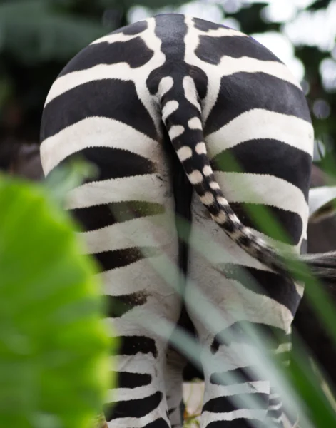En botten av Zebra — Stockfoto