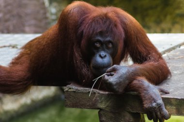 Hayvanat bahçesinde dalgın orangutan