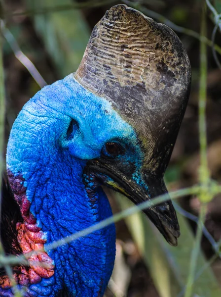 Cassowary portrait at the zoo — Stock Photo, Image