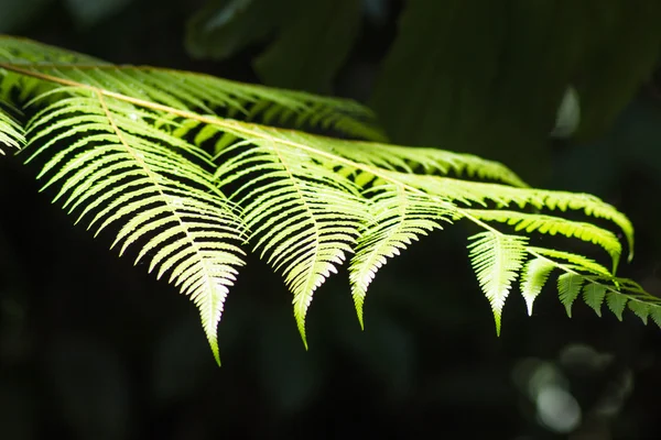 Feuilles de fougère vert vif ornementales — Photo