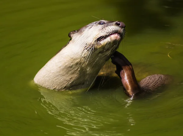 Retrato de una nutria —  Fotos de Stock