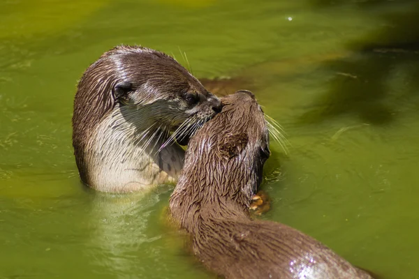 Pair of an otters — Stock Photo, Image