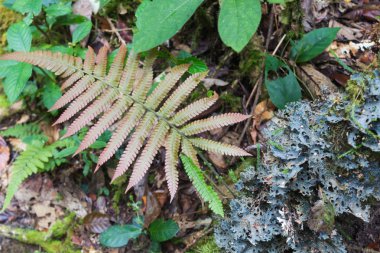 yeşil fern ile liken