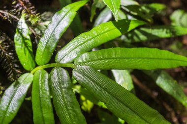 ormanda süs parlak yeşil eğreltiotu yaprakları