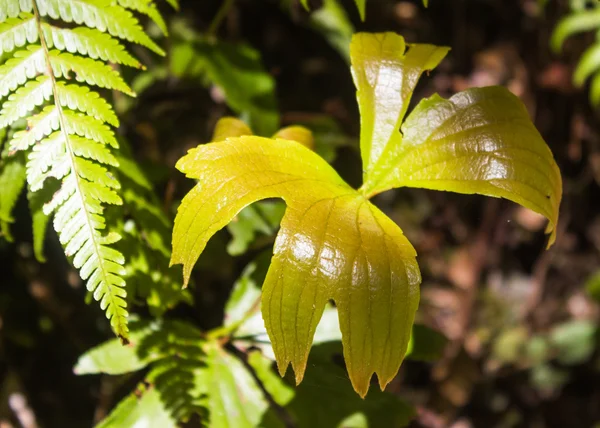Folhas ornamentais de samambaia verde-alaranjada — Fotografia de Stock