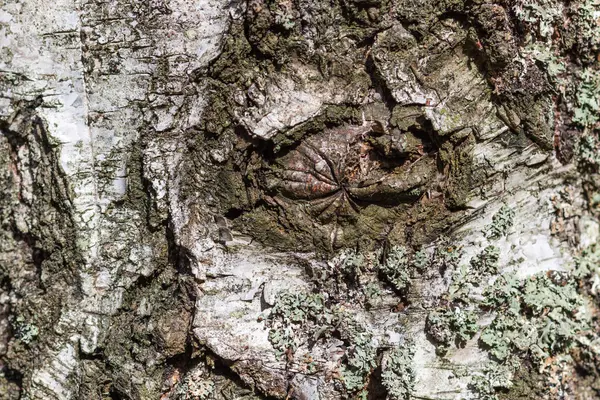 Textury z březové kůry stromů — Stock fotografie