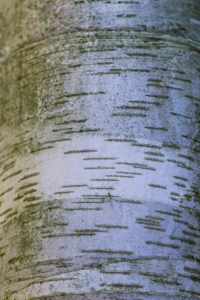 Textura bílá bříza stromová kůra — Stock fotografie
