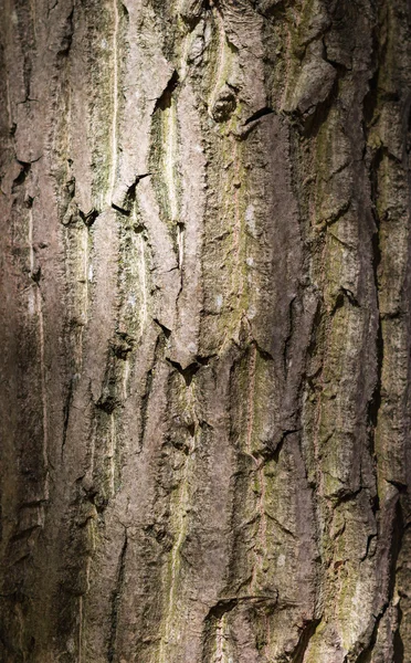 Texturou kůry stromu hnědé a šedé — Stock fotografie