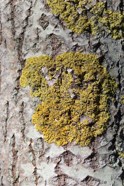 Textura mandžuský ořech kůry — Stock fotografie