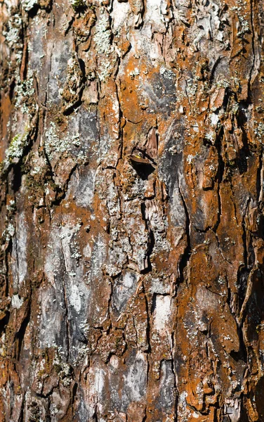 Texturou kůry hnědé strom z jabloní — Stock fotografie