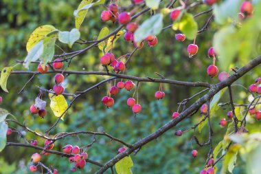 küçük kırmızı elmalar