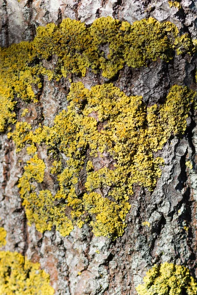 Texture of  Manchurian walnut bark with lichens — Stock Photo, Image