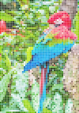 a mosaic of photos of  parrot clipart