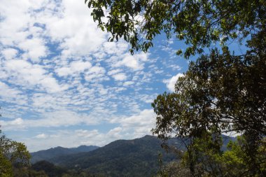 Mavi gökyüzü ve tropikal orman 