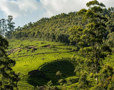 Ağaçlarla kaplı güzel tarlalar