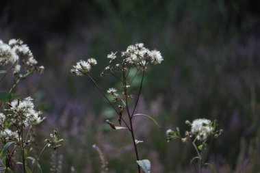 Küçük bir taç yaprağı, Sumatra yaprağı ormandaki gri bir arka planda.
