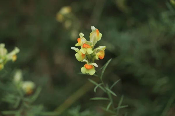 Toadflax Общая Жаба Лесу Германии Жёлто Оранжевый Лен — стоковое фото