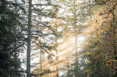 Güneş ışınları sisli sis Pacific Northwest orman ağaçlarında aydınlatma