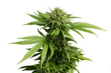 Big Leafy Cannabis Plant with Marijuana Buds Isolated By White Background clipart