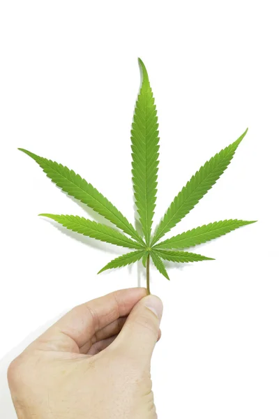 Beyaz Arkaplan Tarafından İzole Edilmiş Tek El Tutma Marihuana Yaprağı — Stok fotoğraf