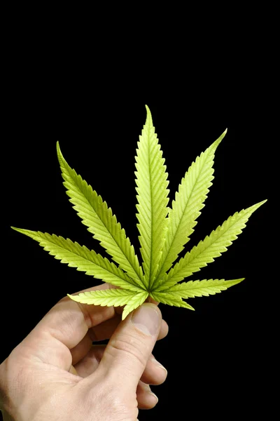 Hand Holding Perfect Marijuana Leaf Isolated by Black Background — Stock Photo, Image