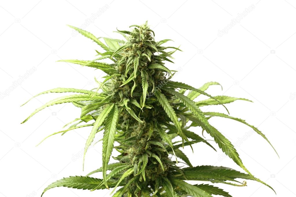 Leafy Top Marijuana Bud on Cannabis Plant Isolated by White Background