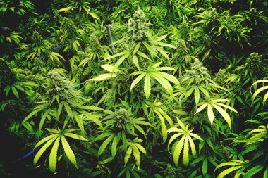 Indoor Marijuana Farm with Leafy Budding Cannabis Plants clipart