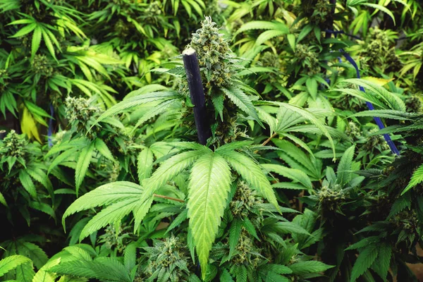 开花的大麻植物用厚叶在室内大麻农场 — 图库照片