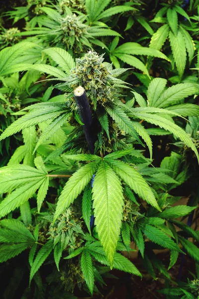 Цвітіння рослинного конопель у приміщенні з товстим листя Маріхуани — стокове фото
