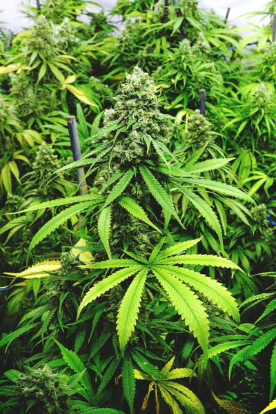 Cola Bud esrar bitki canlı yeşil renk ile üzerinde Top