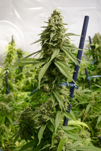 Μεγάλο κόλα Top Bud στο φυτό μαριχουάνα εσωτερική — Φωτογραφία Αρχείου