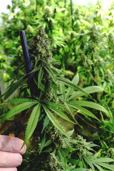 Madura en ciernes planta de marihuana interior que se recorta para la cosecha — Foto de Stock