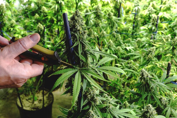 Scissors Trimming Mature Indoor Marijuana Bud for Harvest