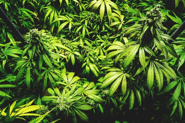 Top View of Budding Pot Plants Staked Up at Cannabis Farm — Stock Photo, Image